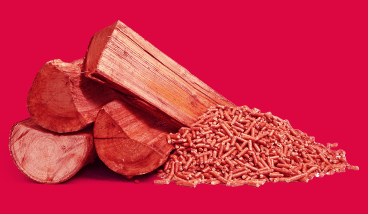 bois buche